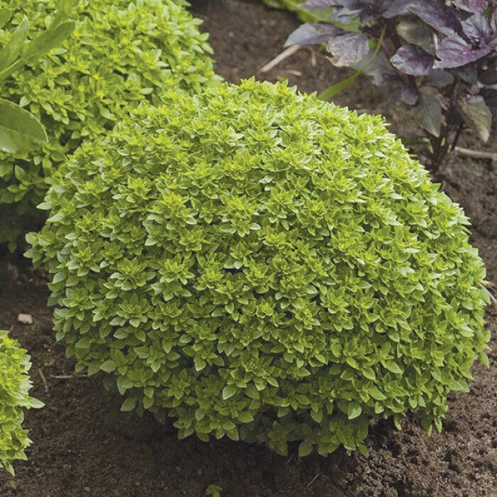  Baziliks “Minette” – kompakta, dekoratīva un aromātiska bazilika sēklas Tavam dārzam